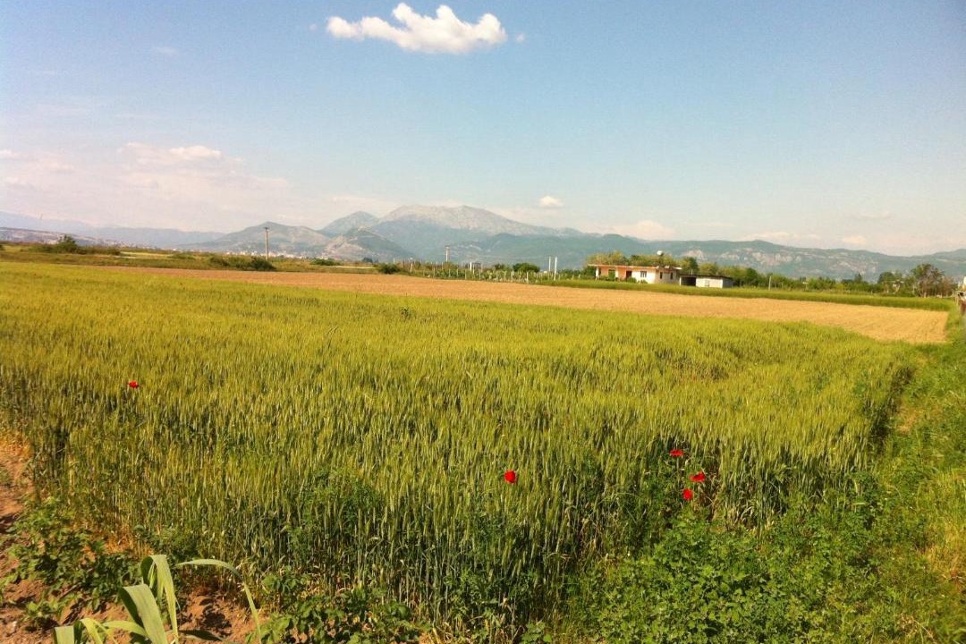 Photo of Others in Sakës
