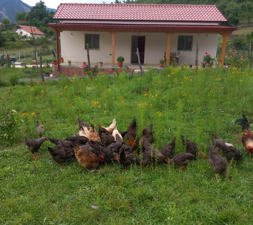 Photo of Others in Sakës