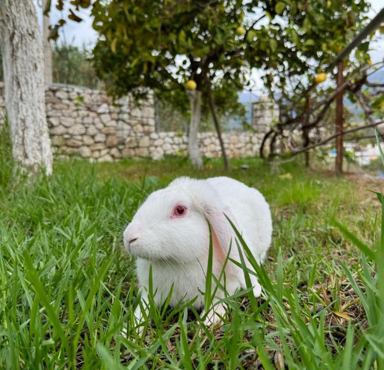 Photo of Others in Himare