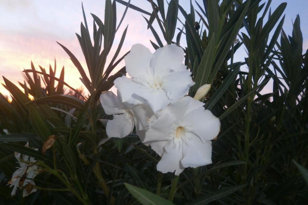 Photo of Others in Gialos