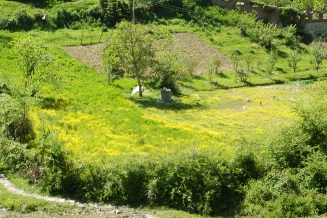 Photo of Others in Tirana