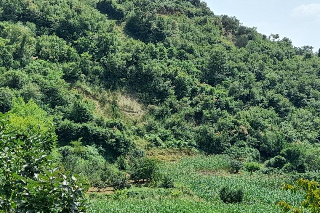 Photo of Others in Berat