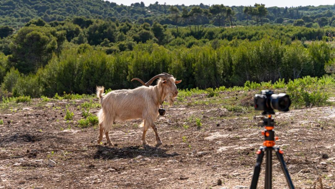 Photo of Others in Koiliomenos