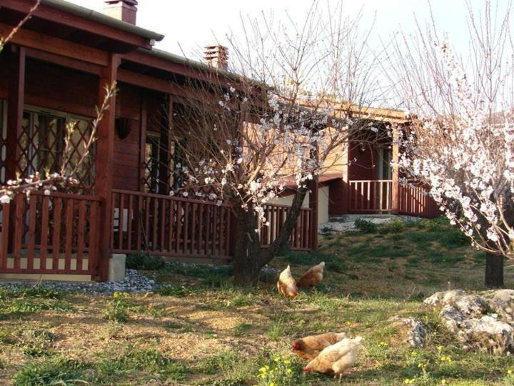 Photo of Others in Konitsa