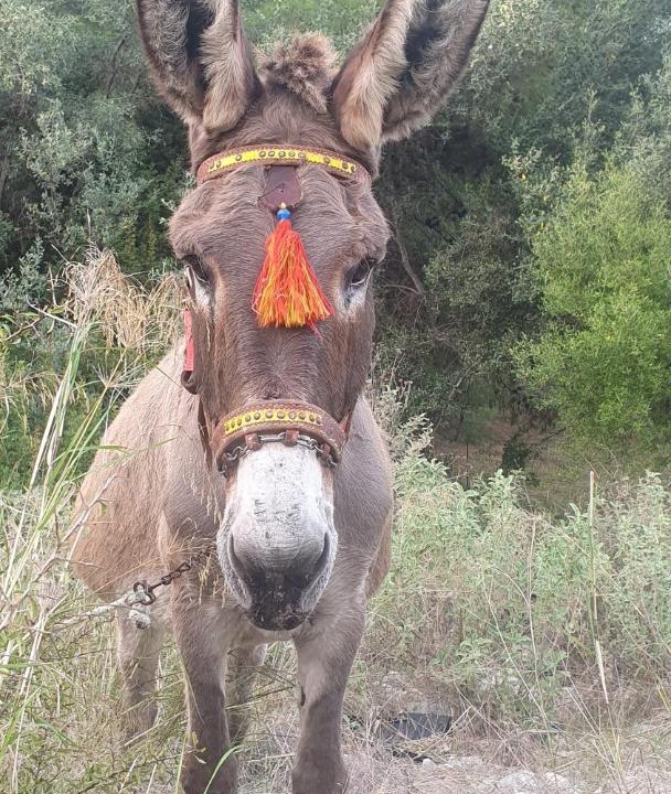 Photo of Others in Kastos Island
