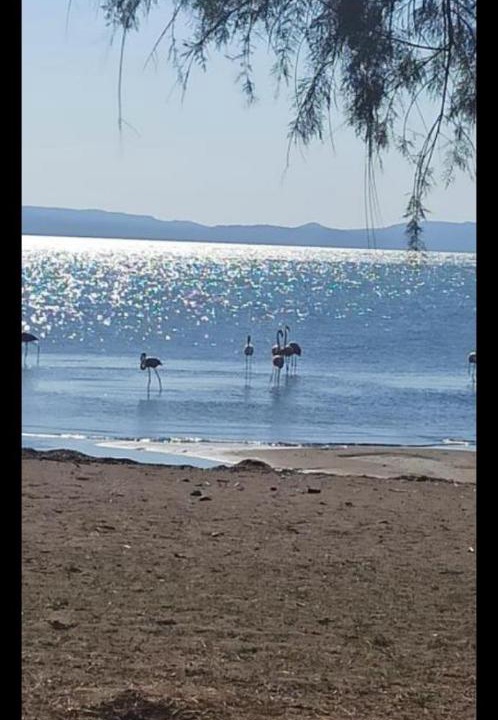 Photo of Others in Skala Kallonis