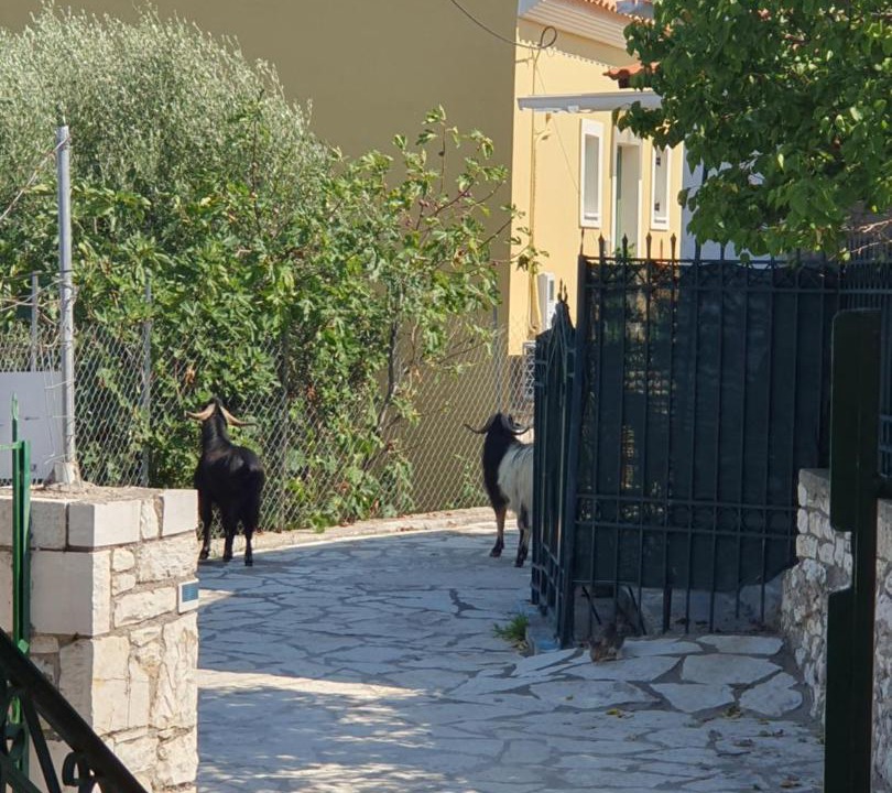 Photo of Others in Kastos Island