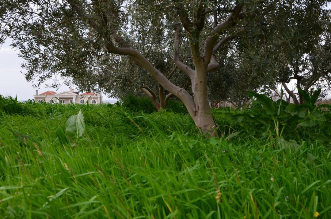 Photo of Others in Alexandroupoli