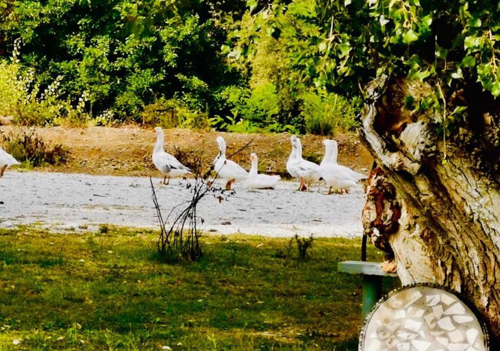 Photo of Others in Rreshen
