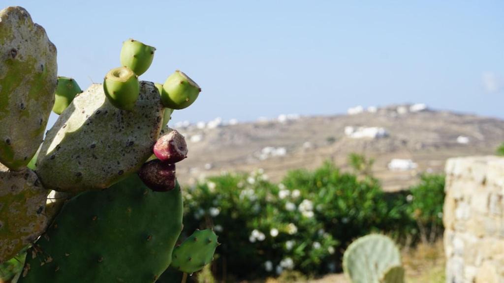 Photo of Others in Mykonos