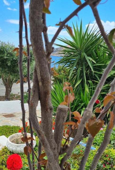 Photo of Others in Milos