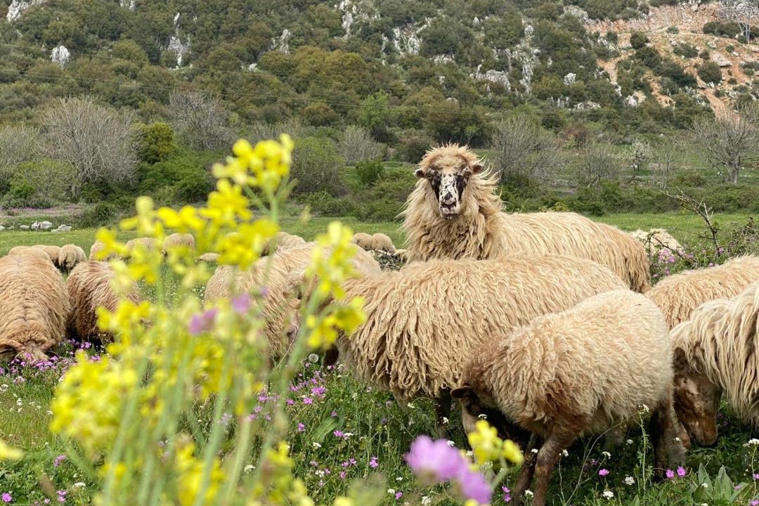 Photo of Others in Himare