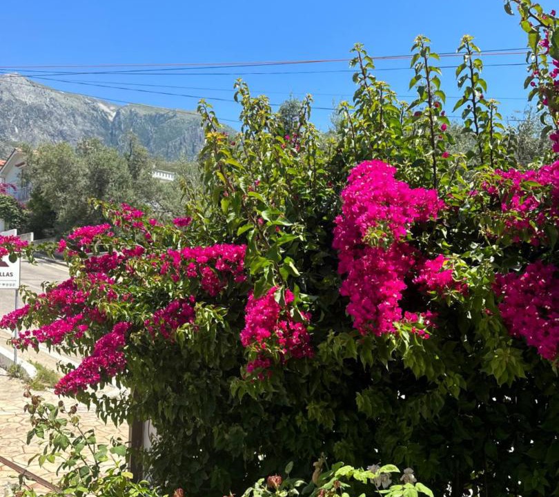 Photo of Others in Dhermi