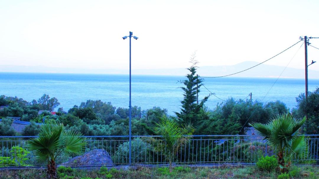 Photo of Others in Diasella