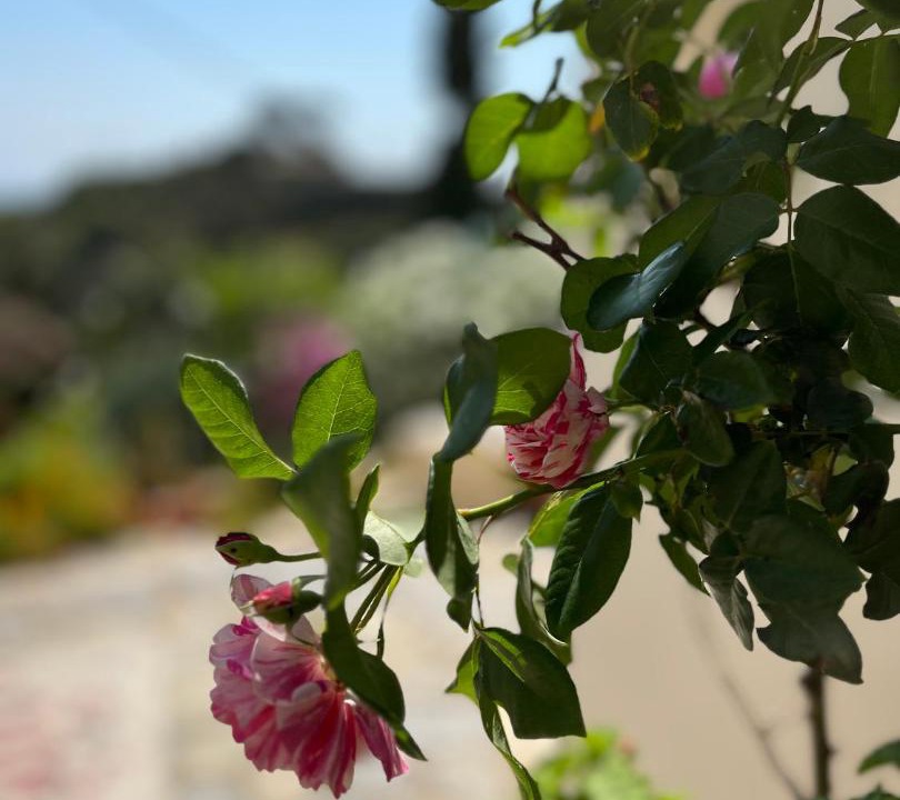 Photo of Others in Kithira