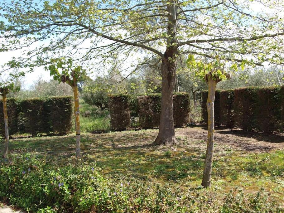 Photo of Others in Leventochori