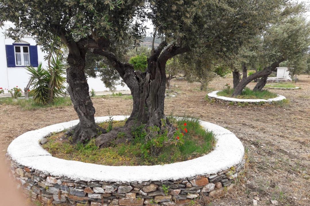 Photo of Others in Platis Gialos