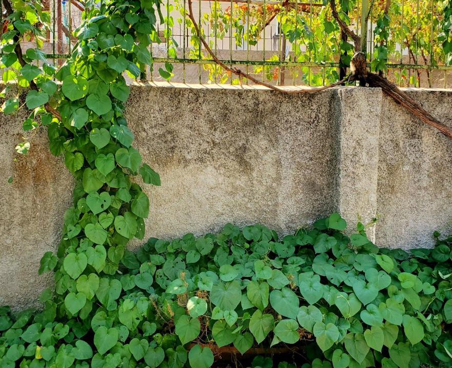 Photo of Others in Tirana