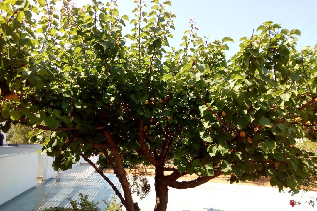 Photo of Others in Lefkos