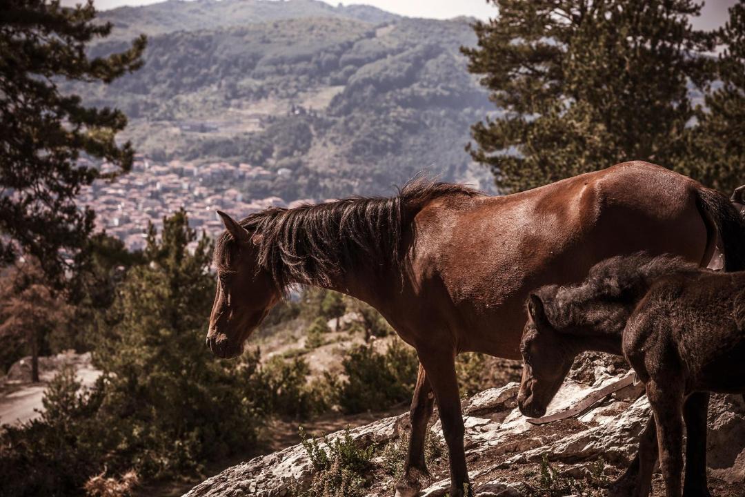 Photo of Others in Metsovo