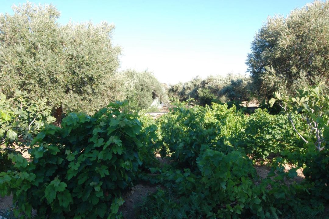 Photo of Others in Platis Gialos
