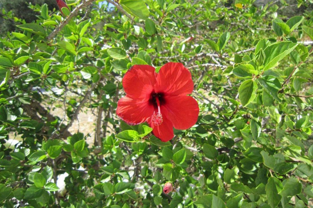 Photo of Others in Platis Gialos