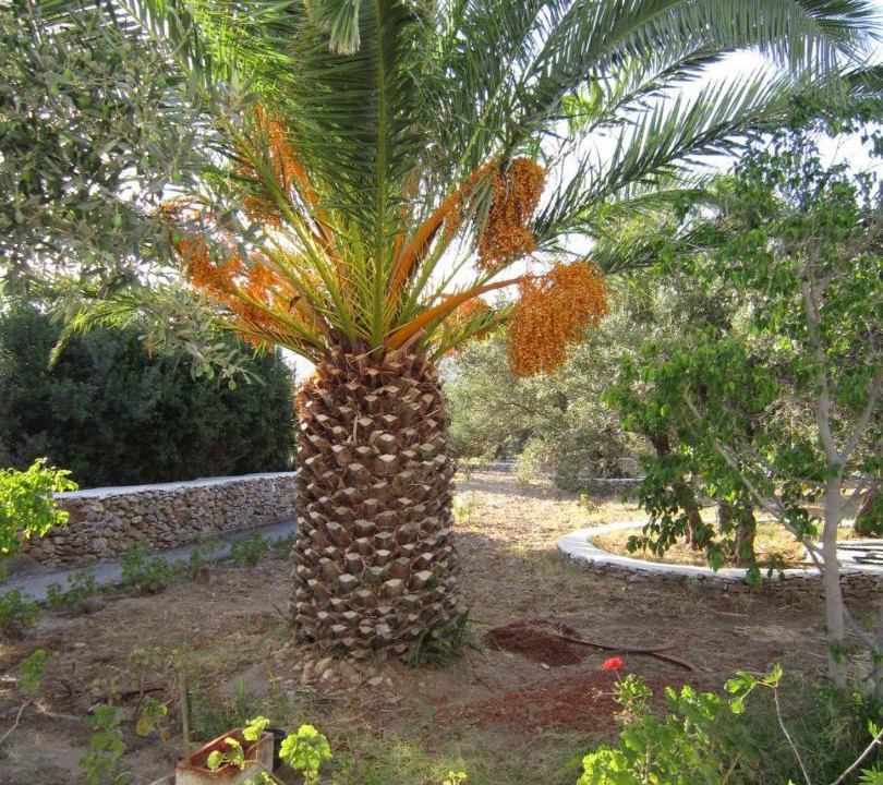 Photo of Others in Platis Gialos