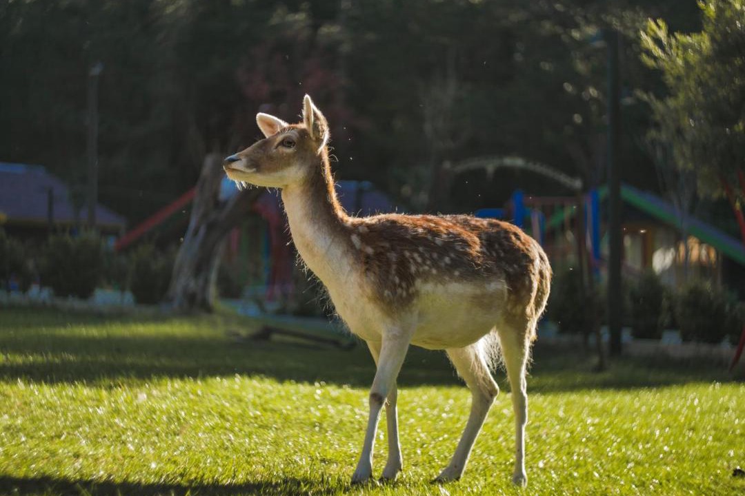 Photo of Others in Llogara National Park