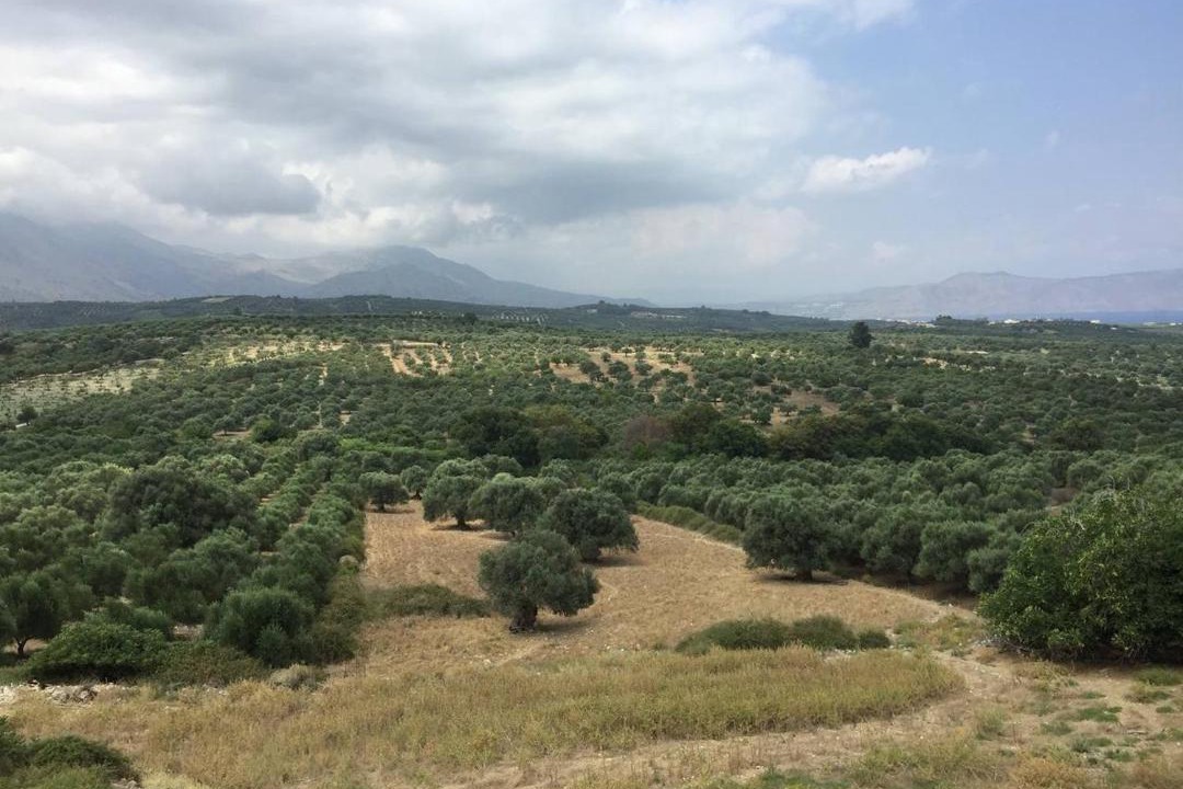 Photo of Others in Episkopi