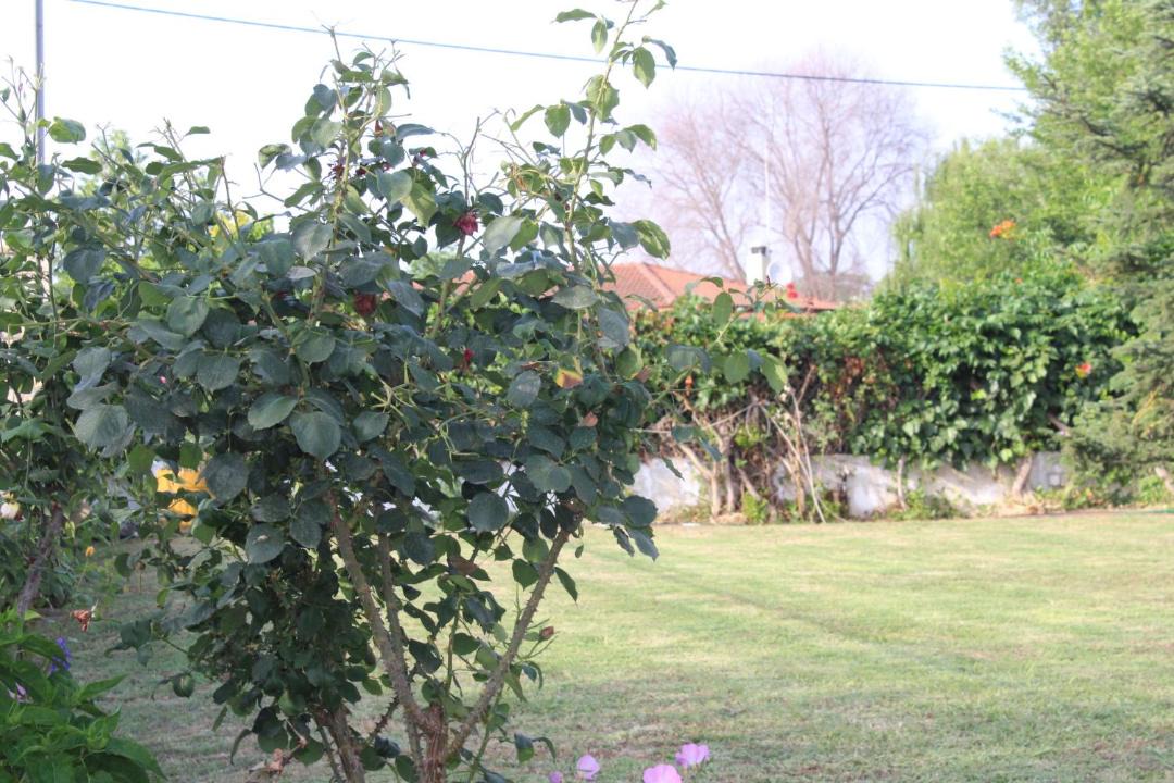Photo of Others in Nestos