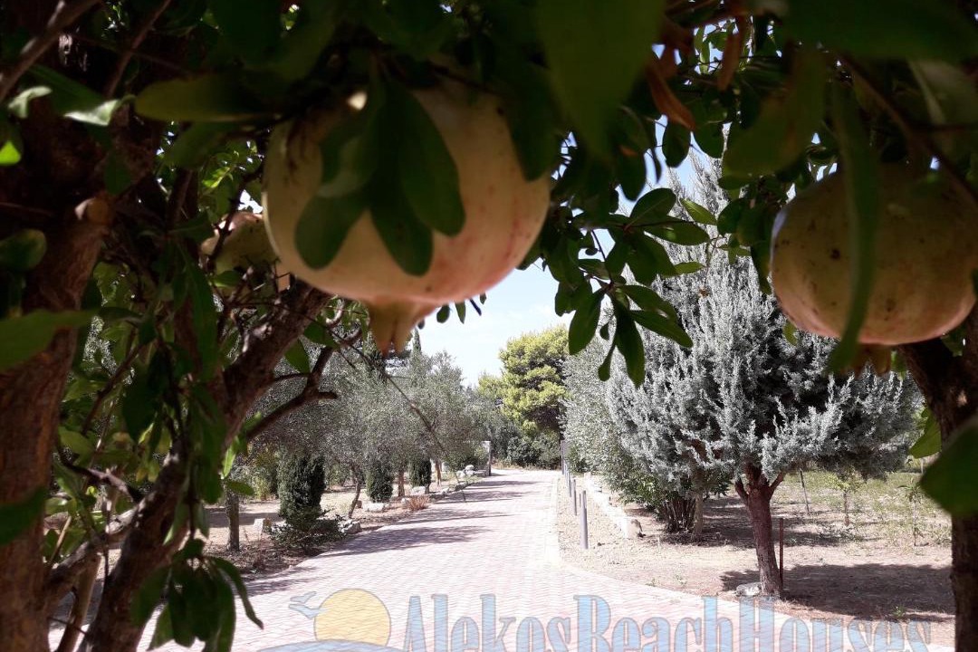 Photo of Others in Kounopetra