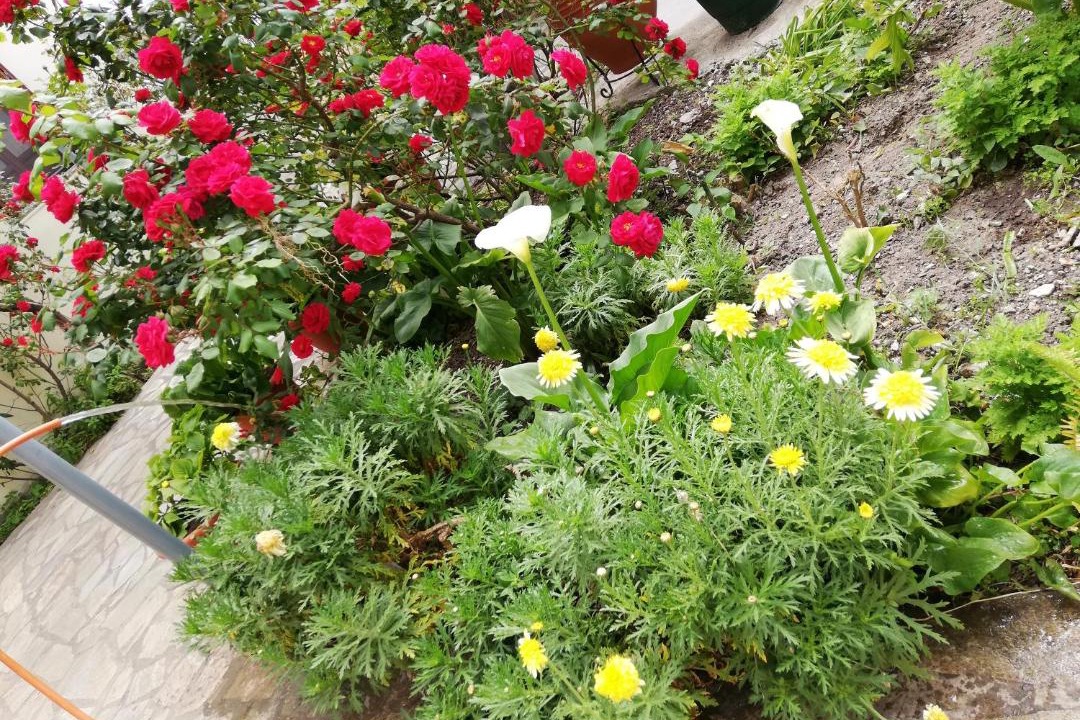 Photo of Others in Kokkari