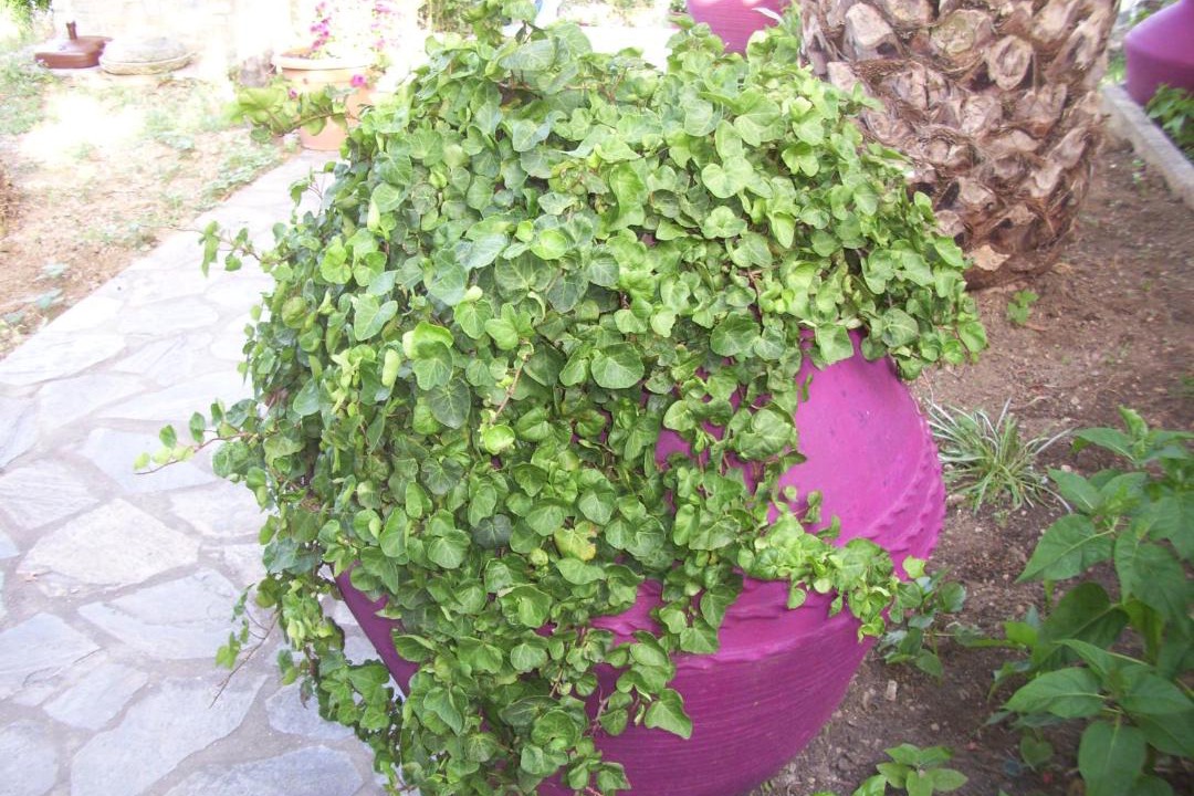 Photo of Others in Kato Vrontou