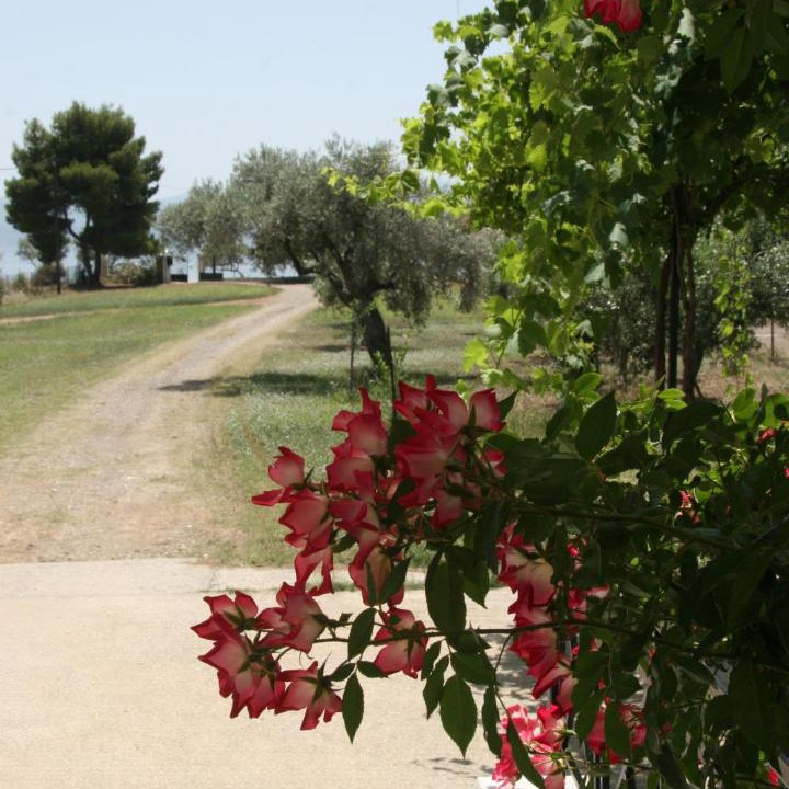 Photo of Others in Amarinthos