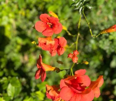 Chalcis Bed & Breakfast | Caecilia & Lawrence Organic Mediterranean Sea Villa