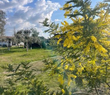 Fier House | Diarla's Home 1