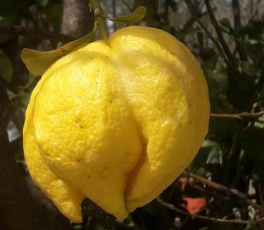 Makriotika Villa | LEMON TREE GARDEN near Mirtos beach