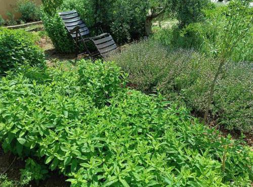 The villa with the Aromatic Herbs in Agia Triada