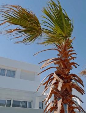 Seapalm Villa - Elegant Stay - Steps from the Sea in Lachania